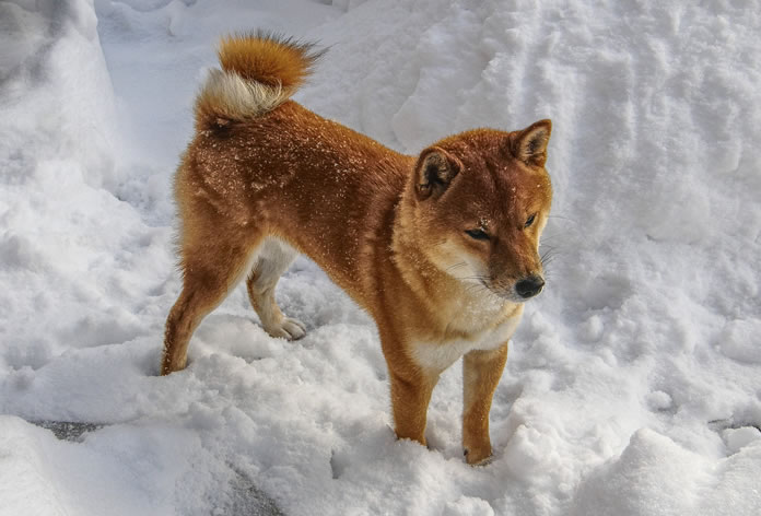 Cachorro Akita na neve