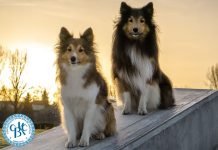 Entenda o que é e a importância do pedigree para cachorros de raça