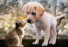 Conheça algumas ONGs de animais e adote cães e gatos