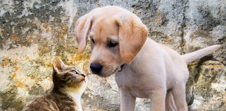 Conheça algumas ONGs de animais e adote cães e gatos