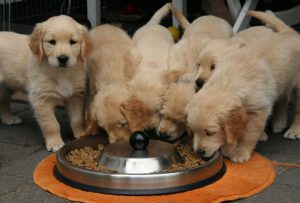 Alimentação para cães da raça Golden Retriever