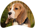 Raça de cachorro Beagle