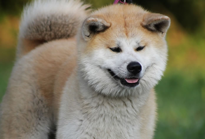 Akita Inu: guia completo sobre a raça