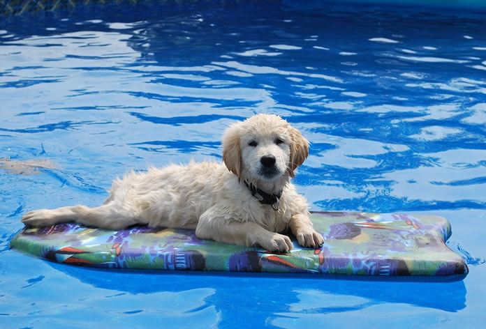 Cachorro Golden Retriever brincando na piscina