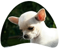 Raça de cachorro Chihuahua