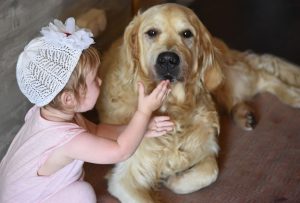 Cão da raça Golden Retriever com criança