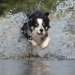 Foto de Border Collie correndo na água
