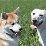 Foto de cachorro Akita com cão da raça Labrador
