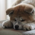 Linda foto de cachorro Akita filhote