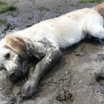 Foto de Golden Retriever deitado e brincando na lama