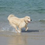 Foto de Golden Retriever correndo na praia