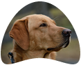 Raça de cachorro Labrador