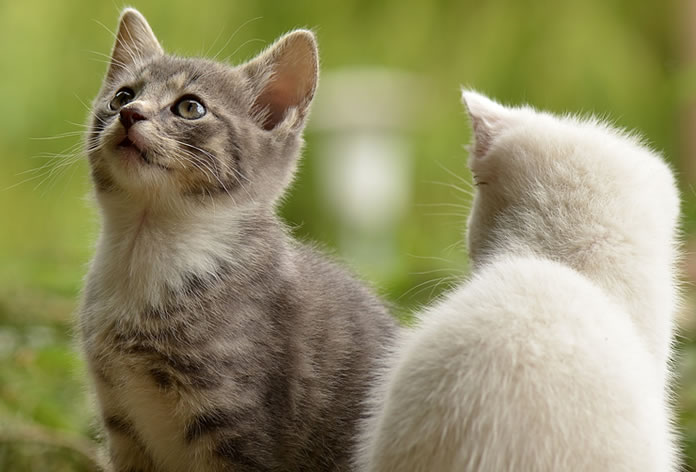 Nomes de gato com a letra M - mais de 250 opções maravilhosas!