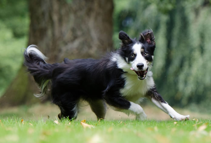 Cachorro Border Collie: conheça a raça! Blog da Pet Anjo