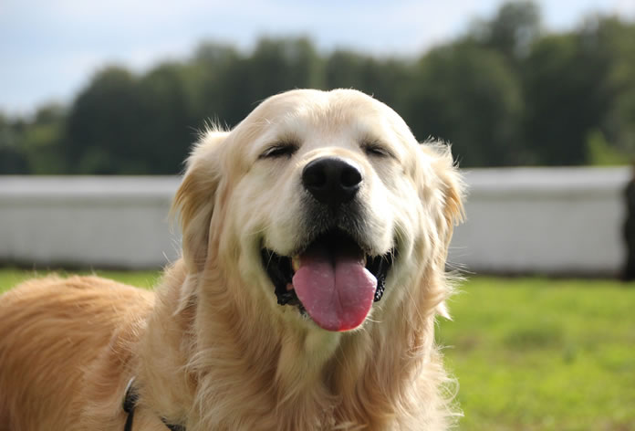 São Bernardo: Um cachorro brincalhão e encantador