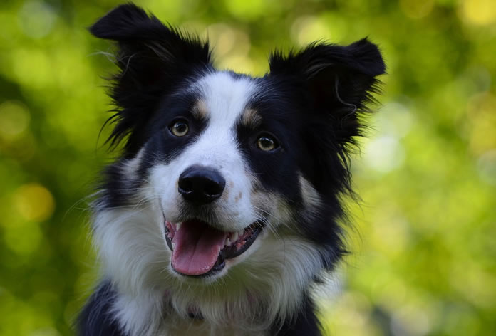 Filhotes na Cor Marrom da Raça Border Collie