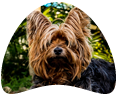 Raça de cachorro Yorkshire Terrier