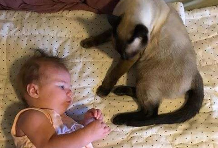 Bebê recém-nascida fazendo carinho em uma gatinha
