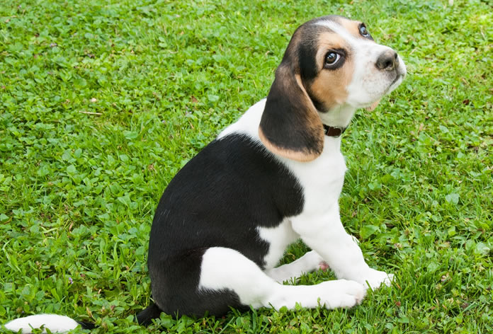Filhote de cachorro da raça Beagle