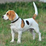 Foto de cachorro Beagle branco e marrom