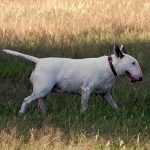 Foto de Bull Terrier na grama