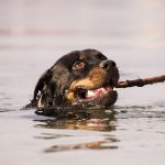 Foto de Rottweiler na água