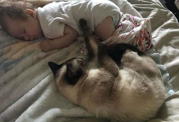 Gatinha dormindo com uma menininha recém-nascida