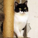 Fred: gatinho para adoção em São Bernardo do Campo