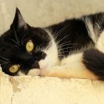 Fred: gatinho para adoção em São Caetano do Sul
