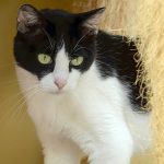 Indiana Jones: gatinho para adoção em Santo André
