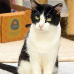 Indiana Jones: gatinho para adoção em São Bernardo do Campo