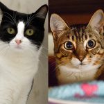 Peppa e Tatoo: gatinhas para adoção em São Paulo