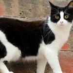 Peppa e Tatoo: gatinhas para adoção em Santo André