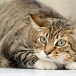 Peppa e Tatoo: gatinhas para adoção em São Bernardo do Campo