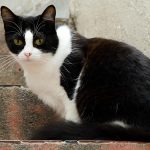 Peppa e Tatoo: gatinhas para adoção em São Caetano