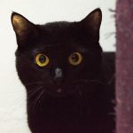 Pink: gatinha para adoção em São Paulo