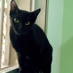 Pink: gatinha para adoção em São Bernardo