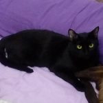 Pink: gatinha para adoção em São Caetano