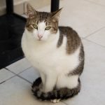 Toninho: gatinho para adoção em Santo André