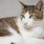 Toninho: gatinho para adoção em São Bernardo