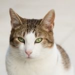 Toninho: gatinho para adoção em São Caetano