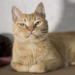 Valente: gatinho para adoção em São Paulo