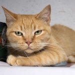 Valente: gatinho para adoção em São Bernardo