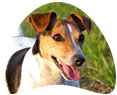 Raça de cachorro Jack Russel Terrier