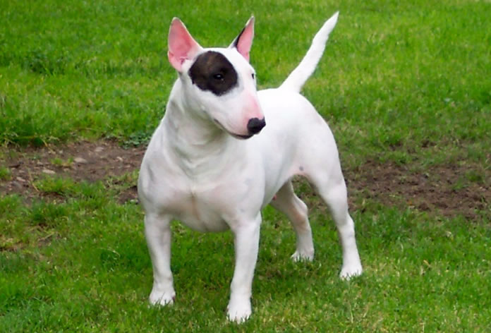 Bull Terrier Inglês: confira tudo sobre essa raça