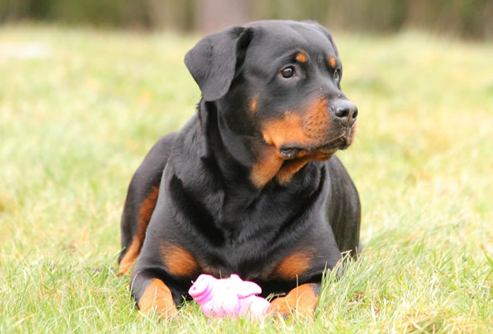 Rottweiler Cabeça De Touro