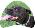 Raça de cachorro Staffordshire Bull Terrier