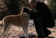 Filmes de cachorro para pessoas que amam os animais