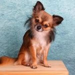 Foto de Chihuahua de pelo longo