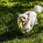 Foto de Chihuahua correndo e brincando na grama